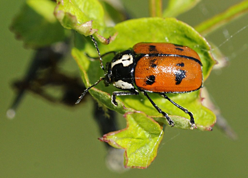 Cryptocephalus octopunctatus