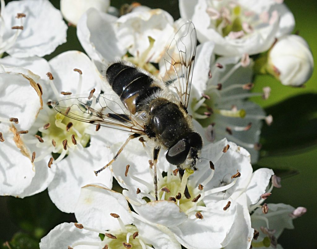 Eristalis sp.