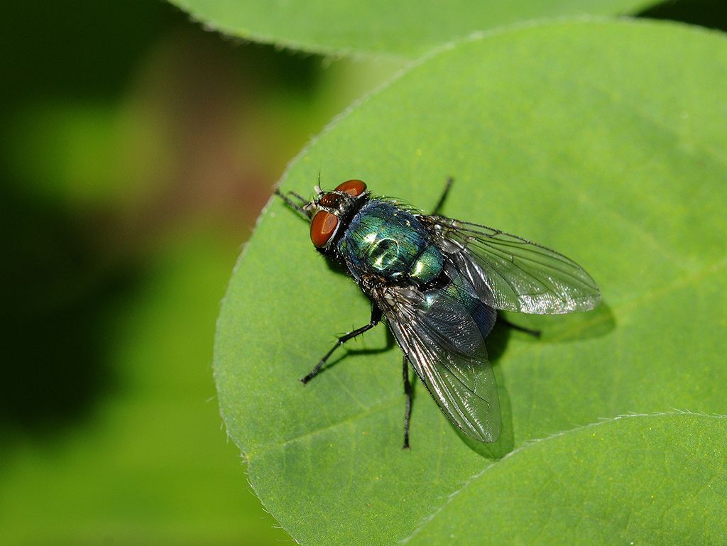 Lucilia sp. (Calliphoridae)