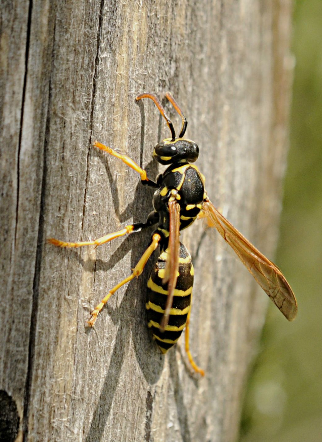 Polistes nimpha