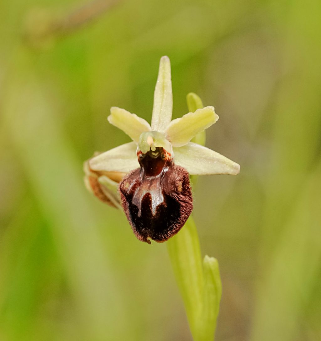 Ophrys sphegodes