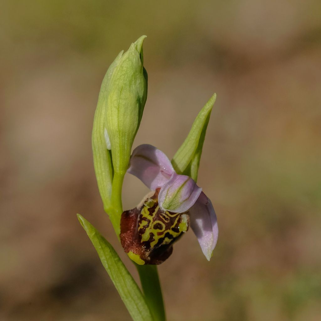 Ophrys fuciflora