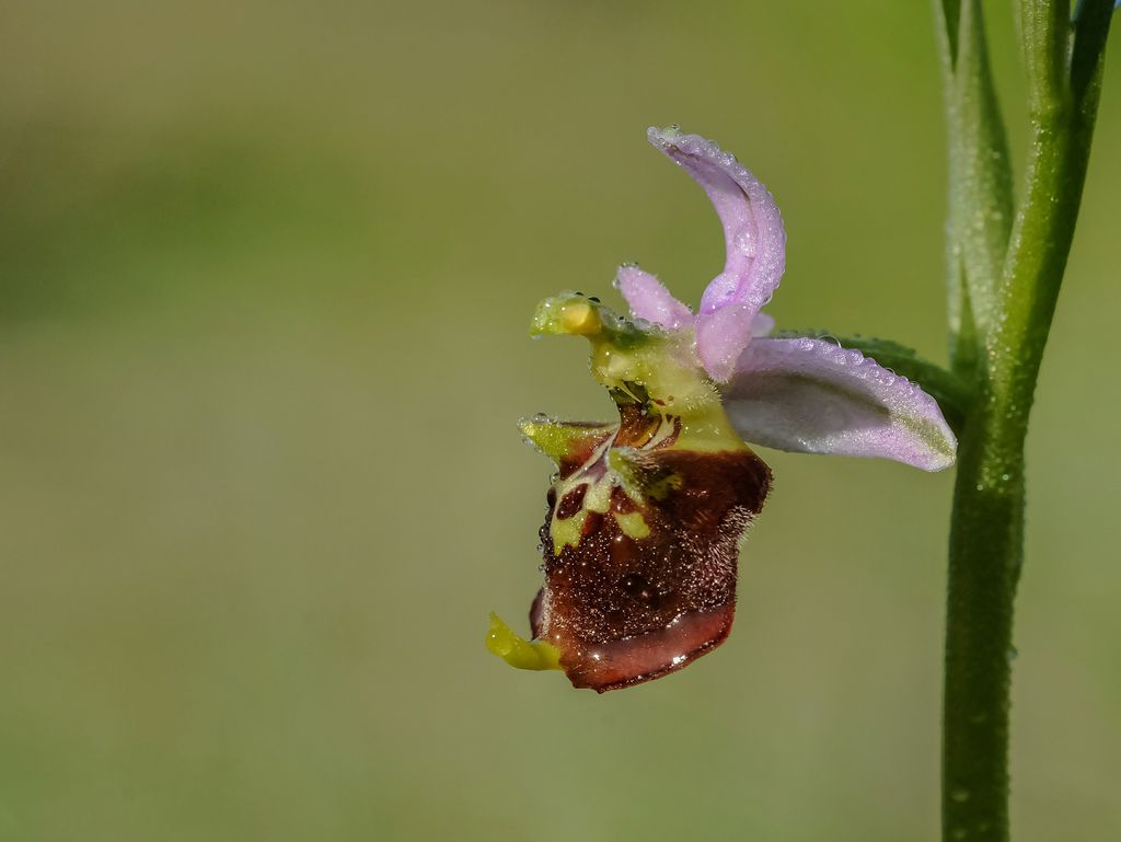 Ophrys fuciflora