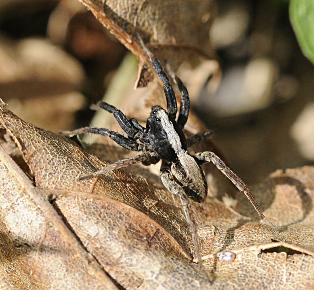 Pisaura? No. Maschio di  Pardosa sp. - Bagnasco (CN)