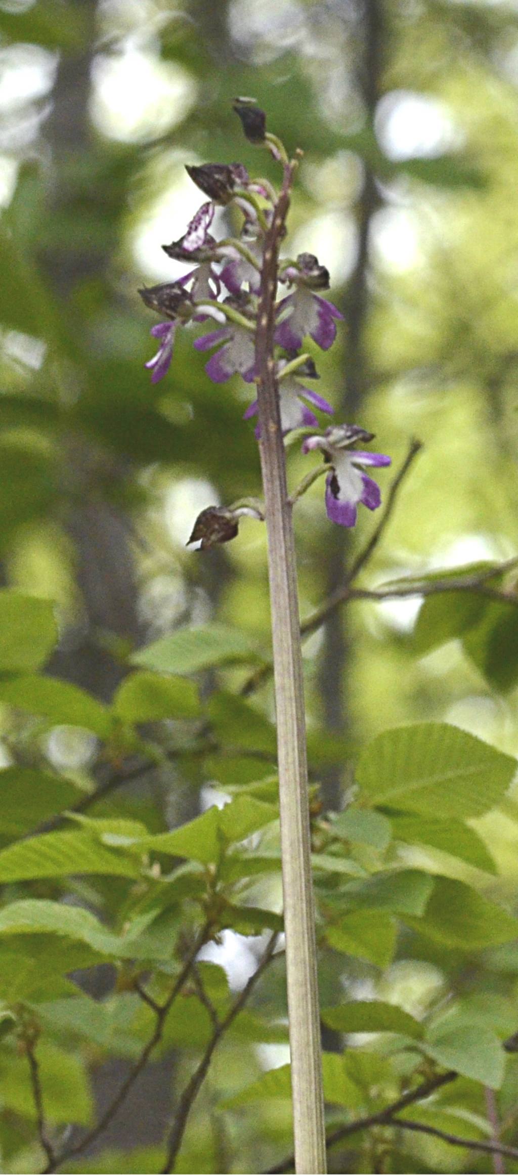 Orchis purpurea