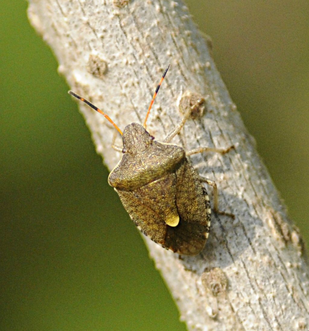 Pentatomidae: Peribalus vernalis del Piemonte (CN)