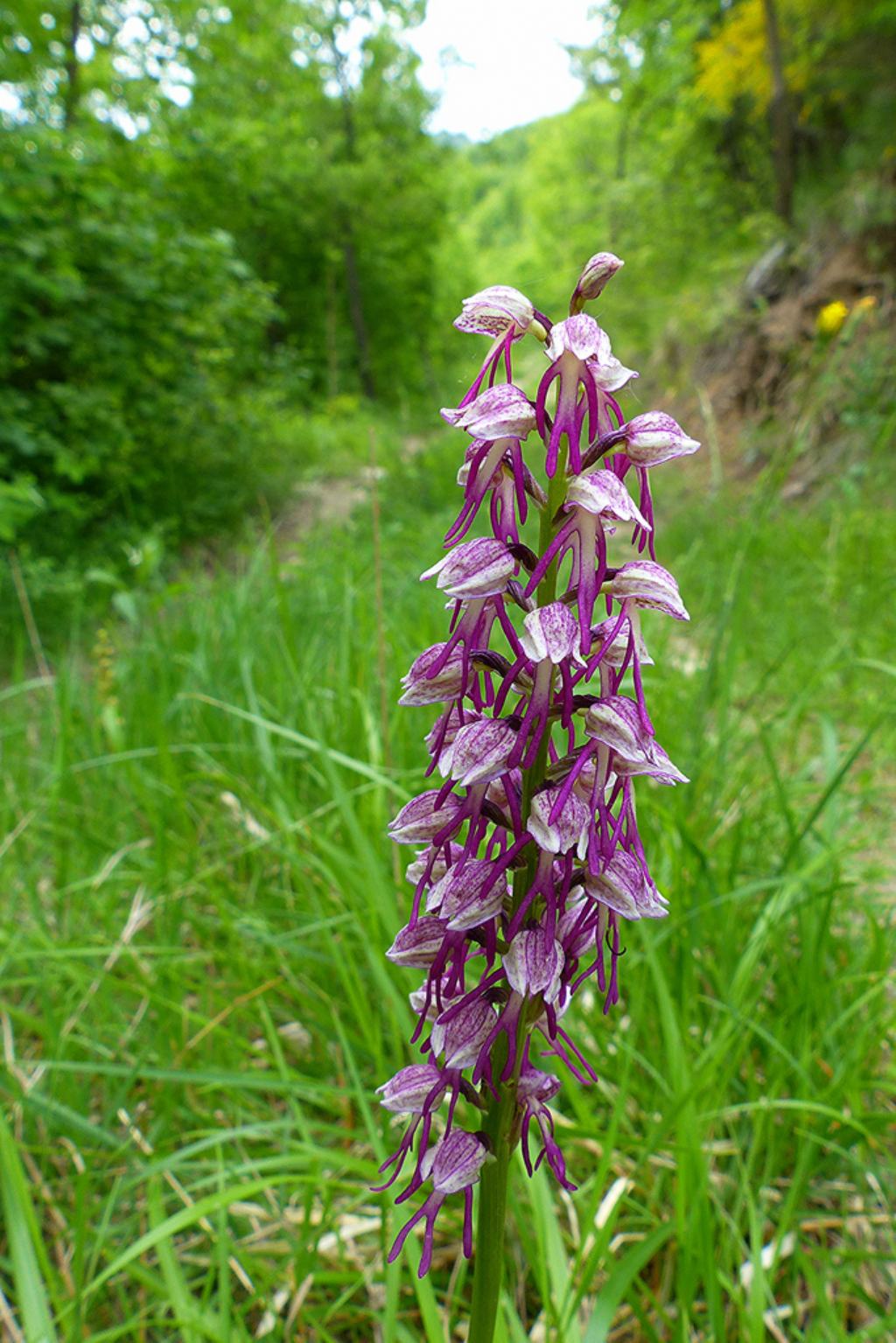 Orchis  spuria (O. anthropophora x O. militaris)?