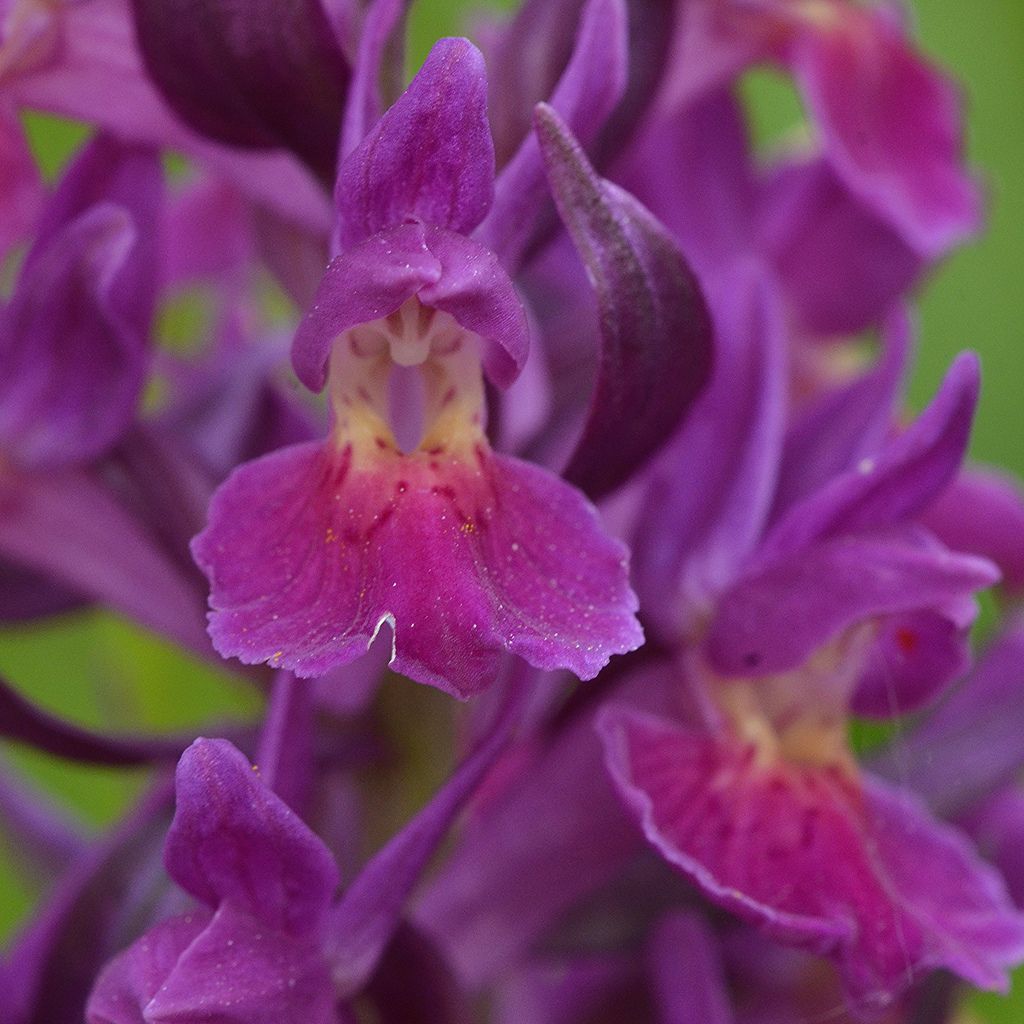 Dactylorhiza sambucina