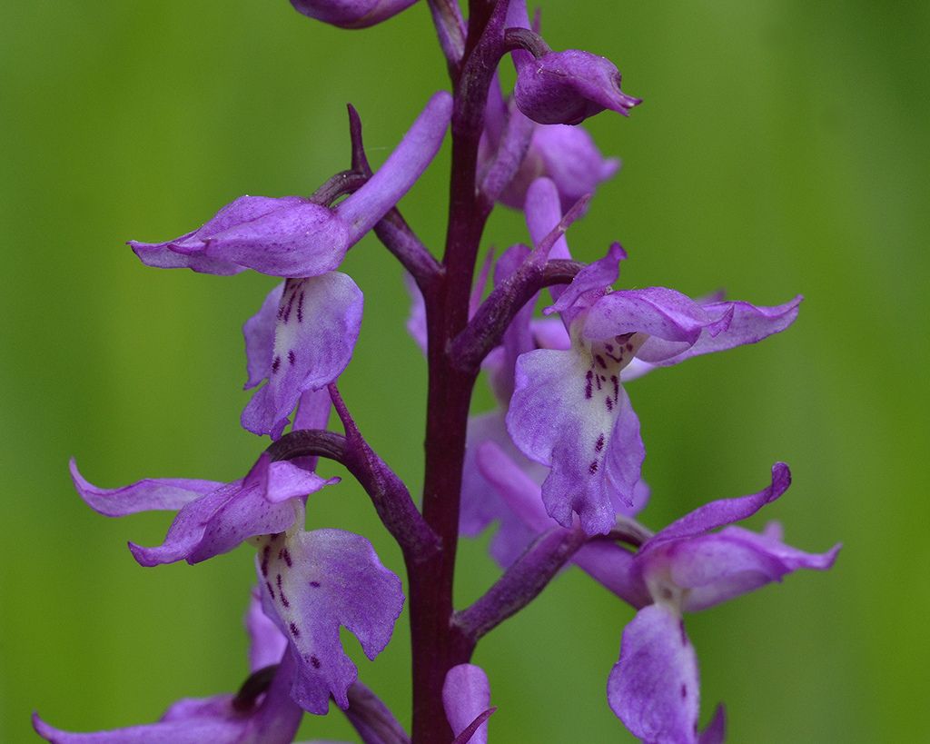 Orchis mascula