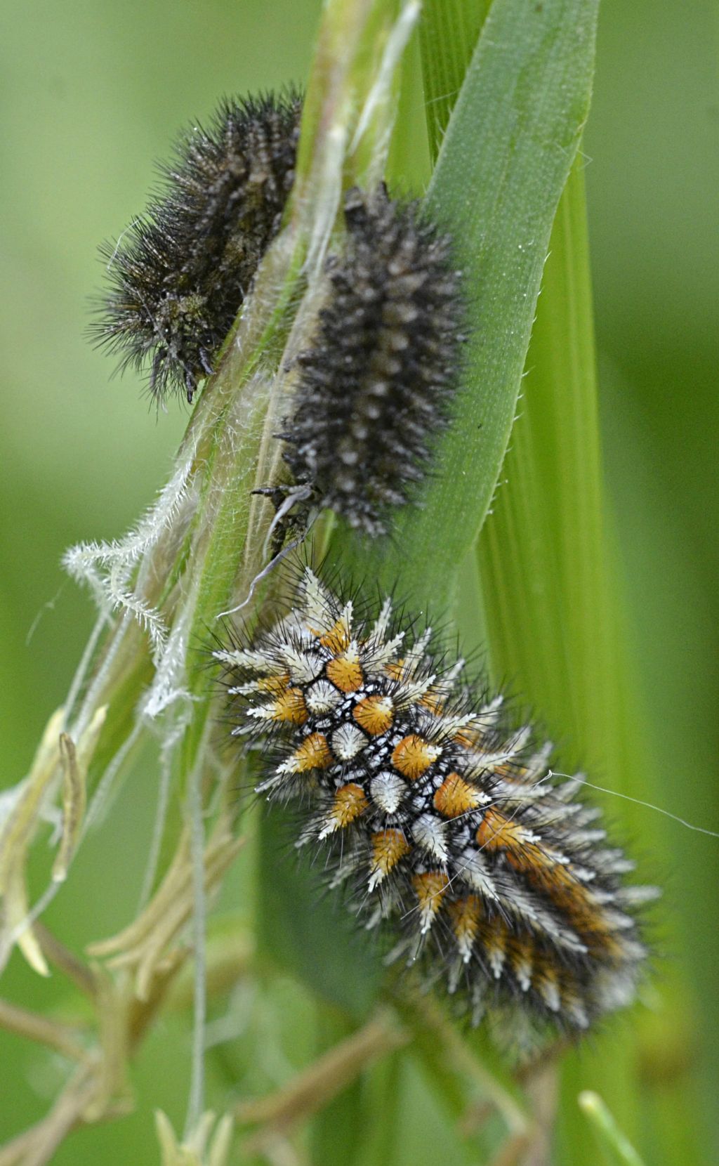 Bruco di Melitaea didyma e...?