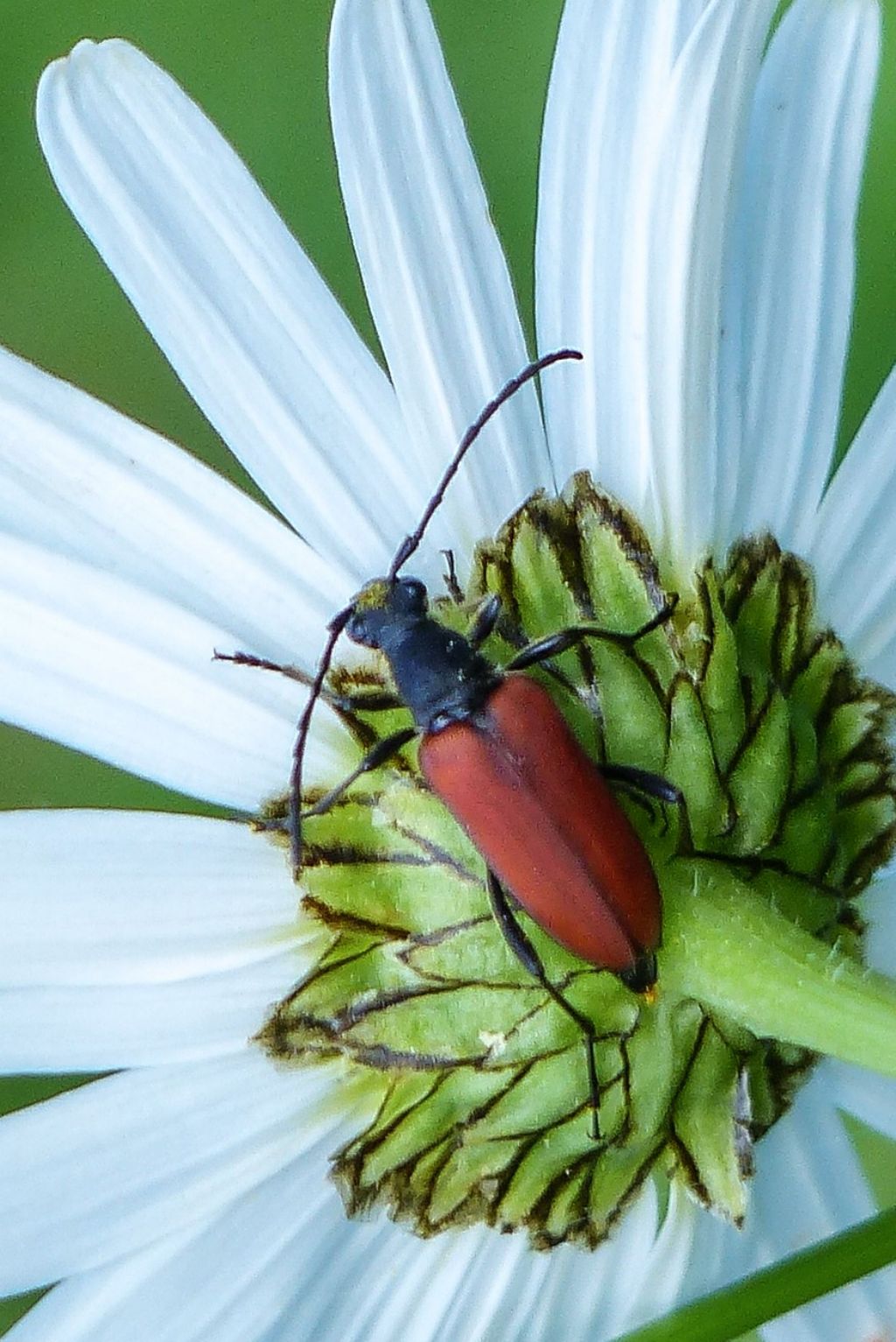 Anastrangalia reyi?