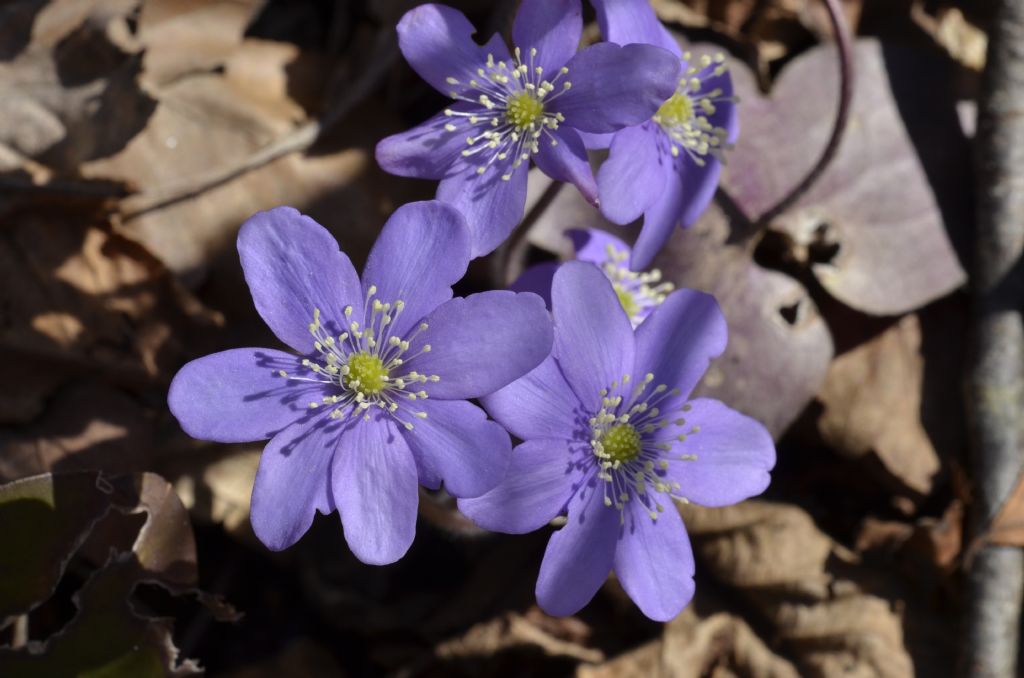 Hepatica nobilis