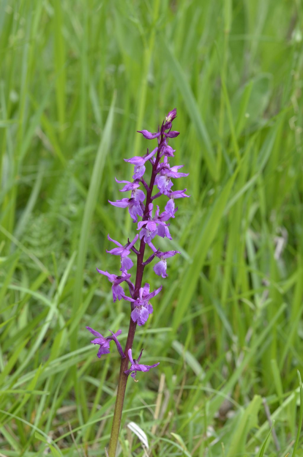 Orchis mascula