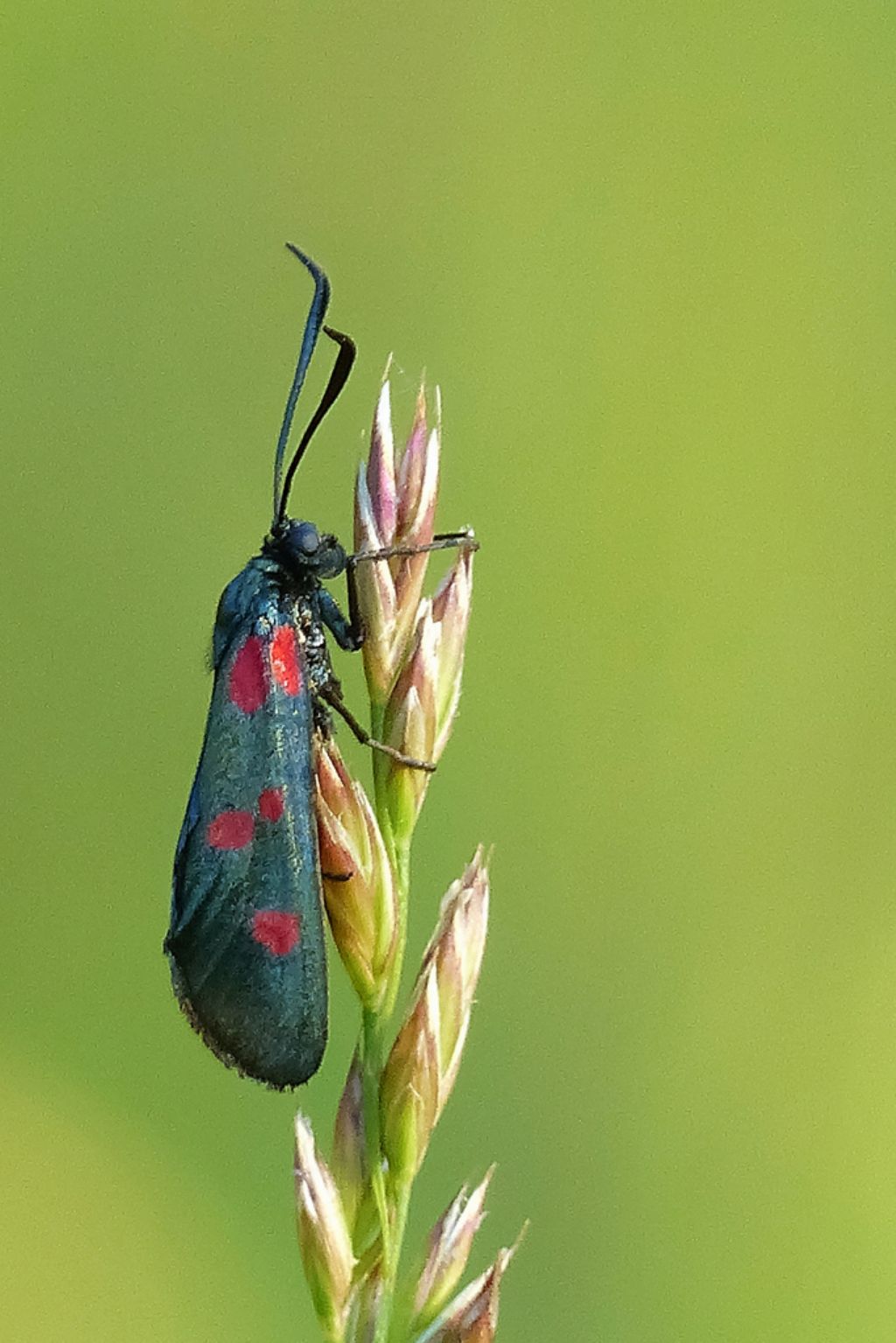 Zygaena lonicerae?