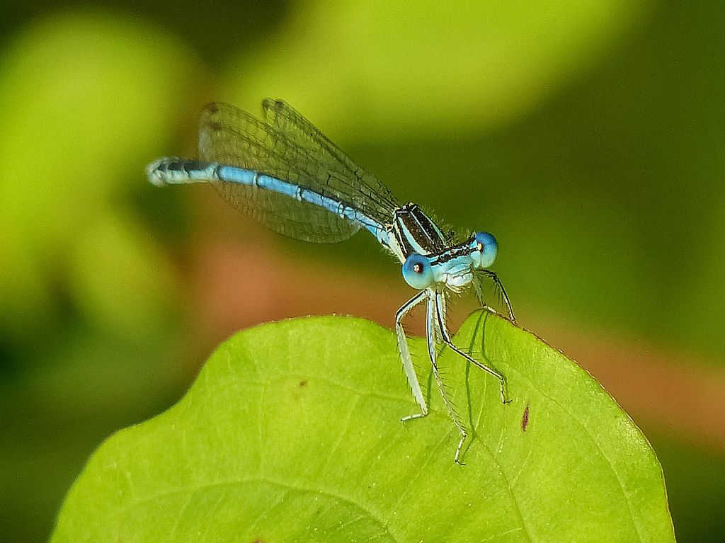 Platycnemis pennipes maschio?