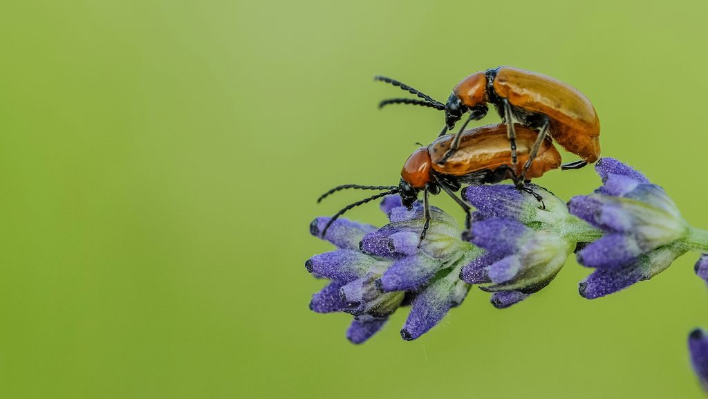 Exosoma lusitanicum, Chrysomelidae