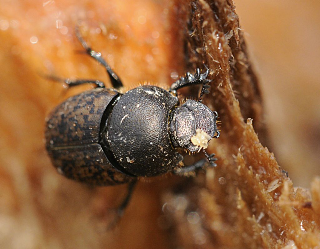 Onthophagus fracticornis