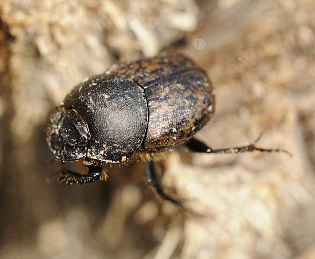 Onthophagus fracticornis