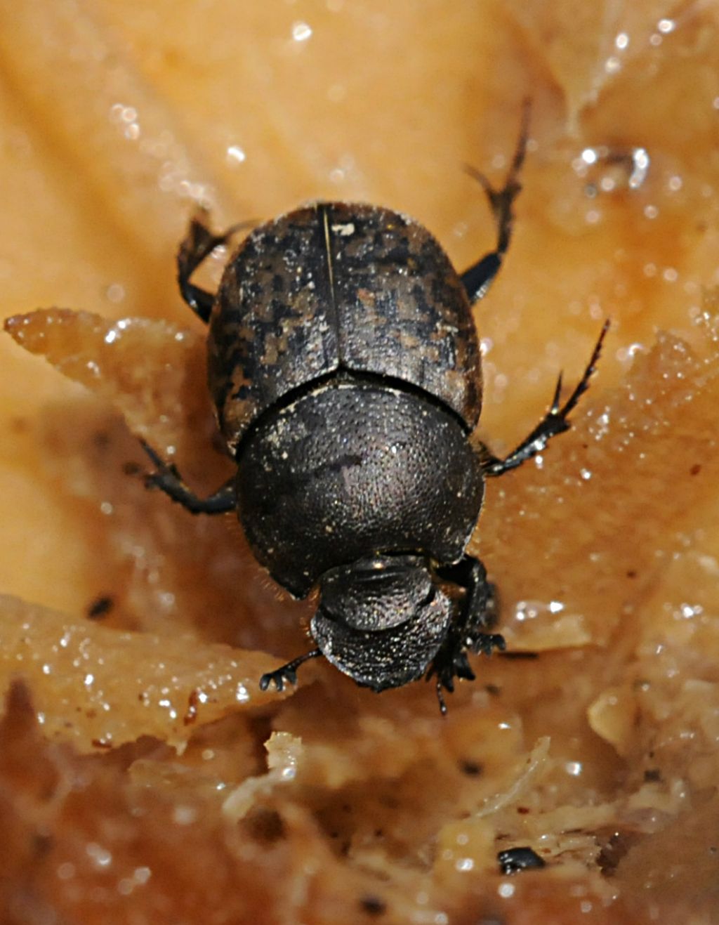 Onthophagus fracticornis