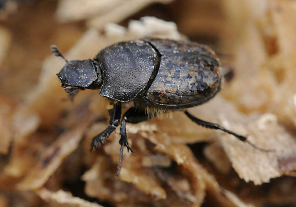 Onthophagus fracticornis