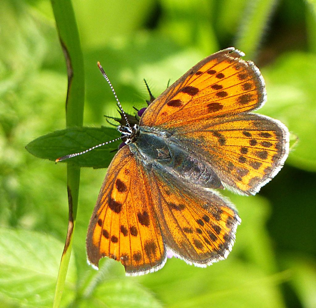 Lycaena alciphron?