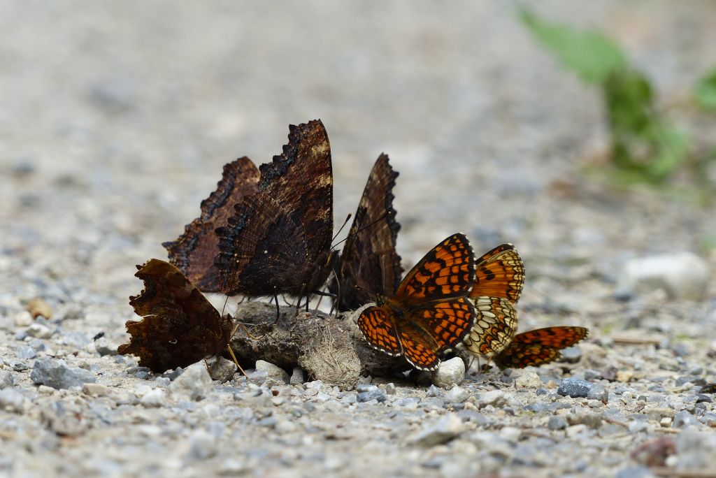 Polygonia c-album, Aglais urticae e...?