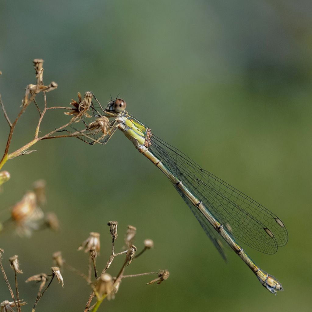 Lestes viridis? S, femmina