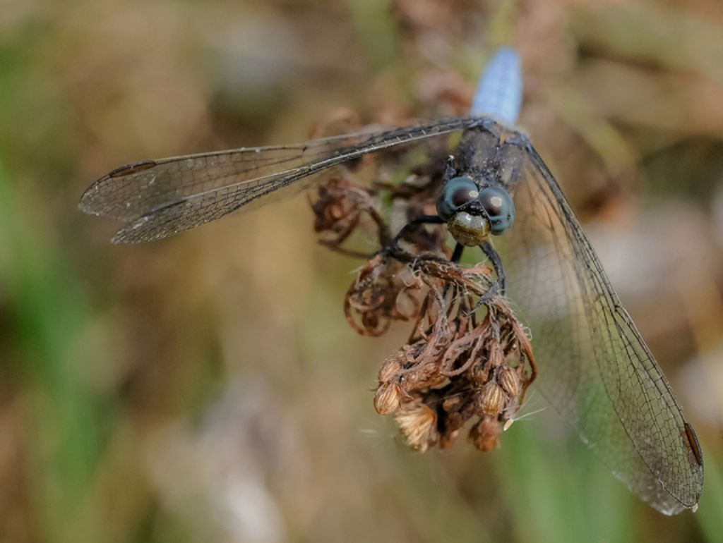 Orthetrum coerulescens