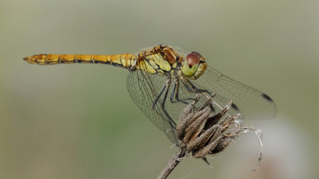 Symprtrum striolatum? S, maschio immaturo