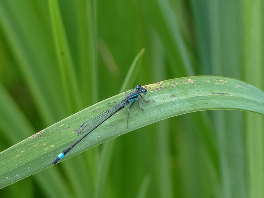 Ischnura elegans