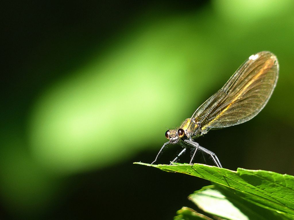 Calopteryx splendens?