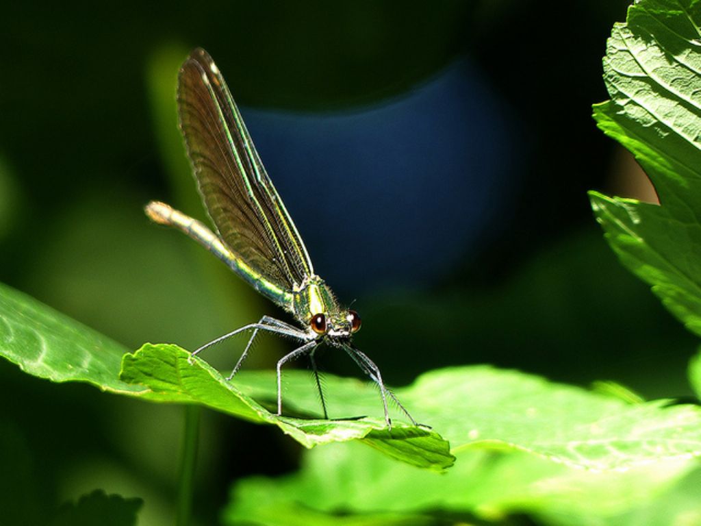 Calopteryx splendens?