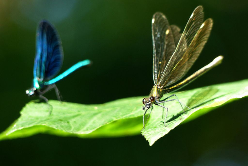 Calopteryx splendens?