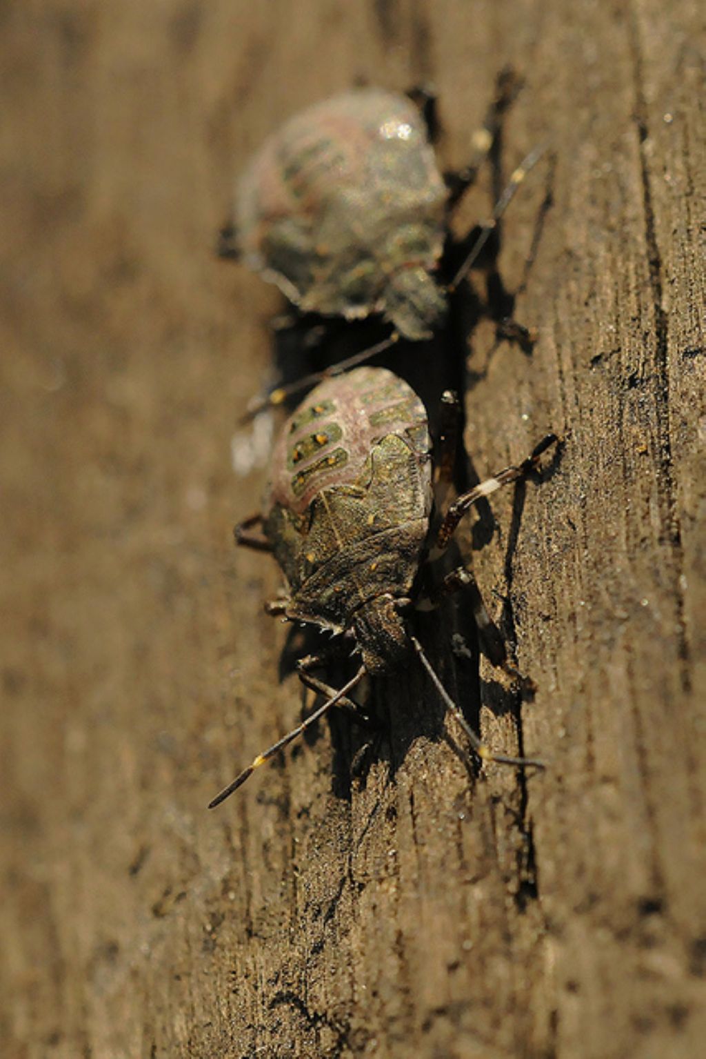 Halyomorpha halys?