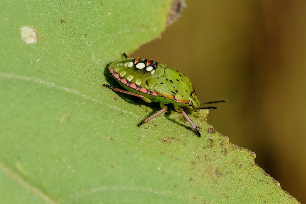 Nezara viridula?