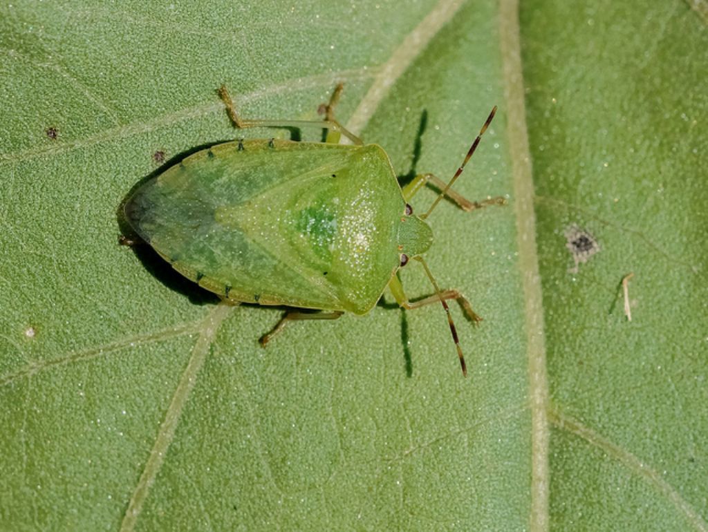 Nezara viridula?