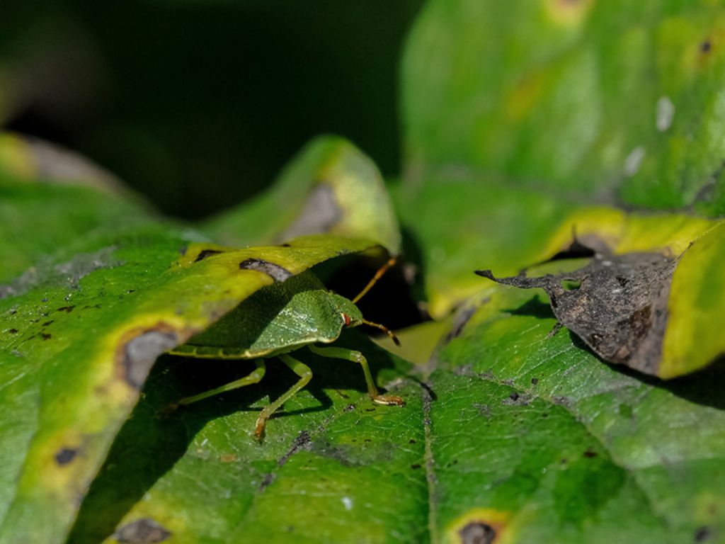 Nezara viridula?