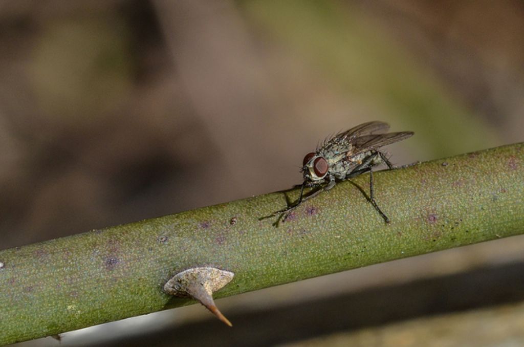 femmina e maschio di Anthomyiidae