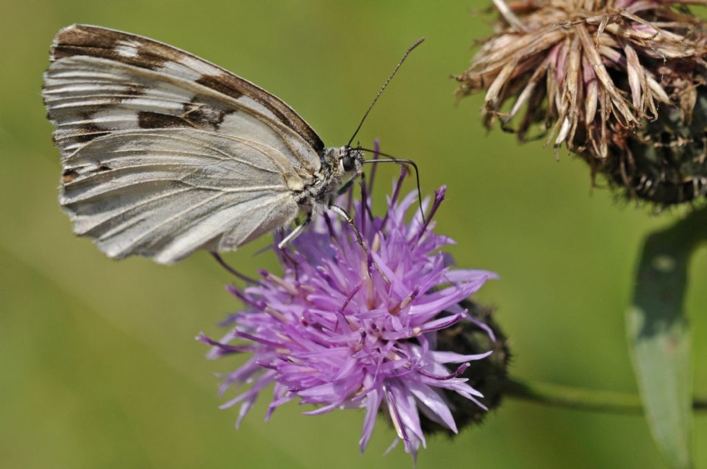 Melanargia galathea forma leucomelas? S