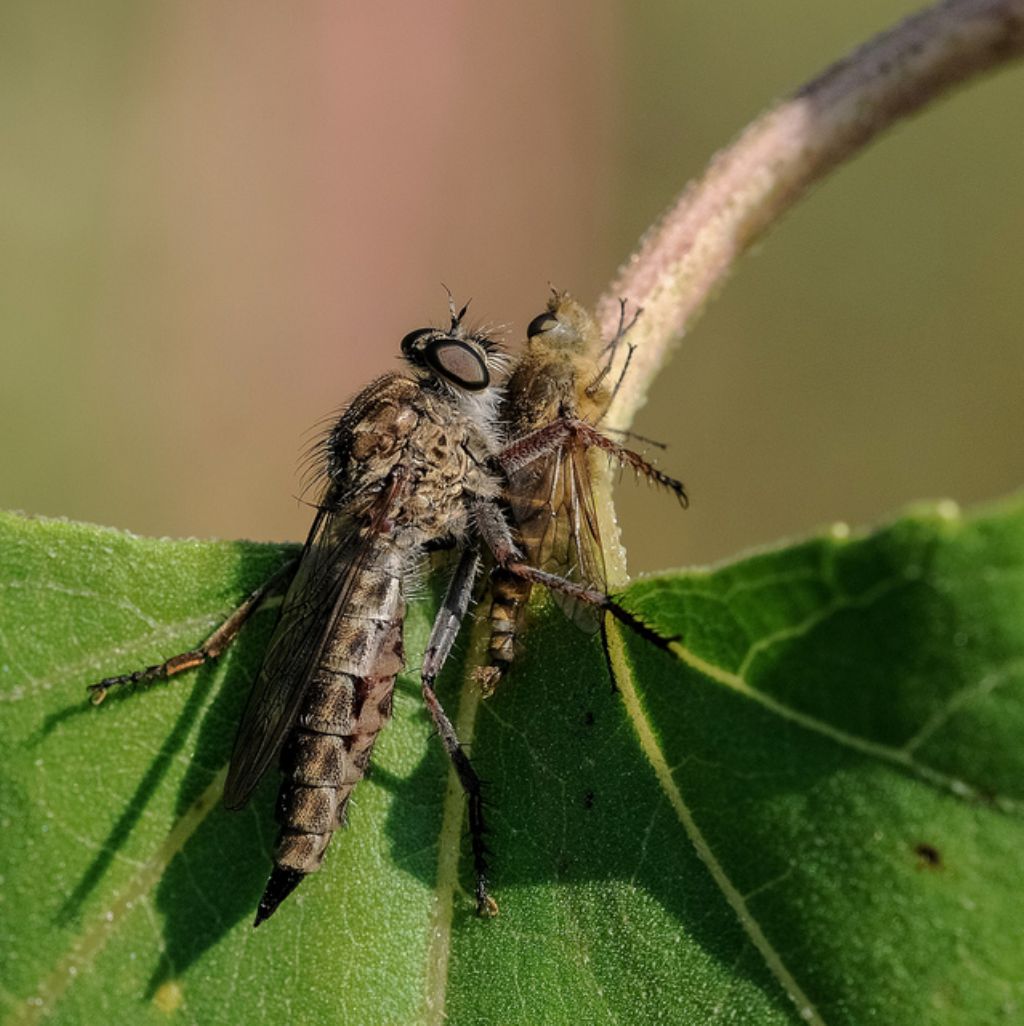 Asilide con preda (Thereva sp.)