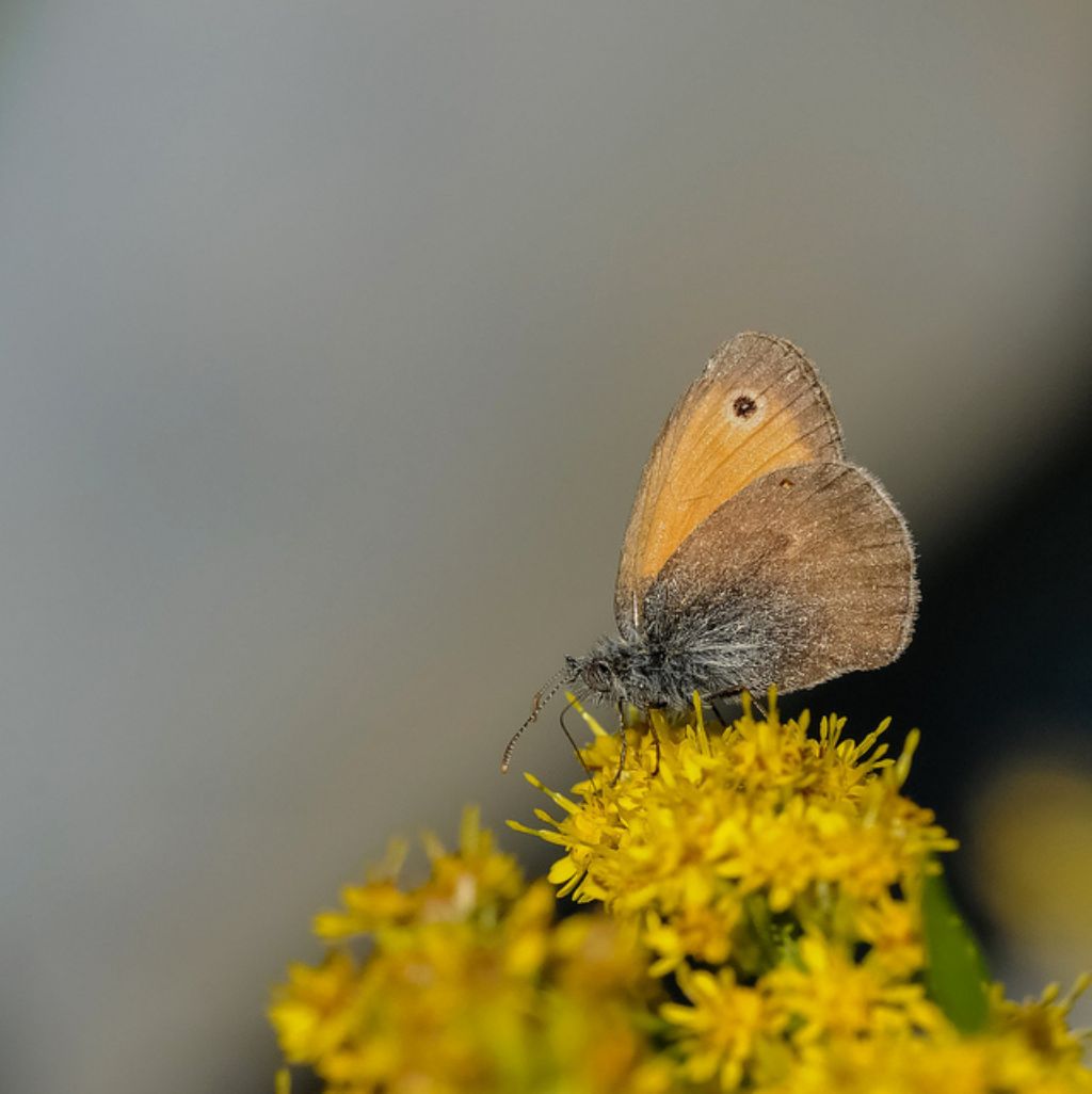 Lepidottero da determinare - Coenonympha pamphilus