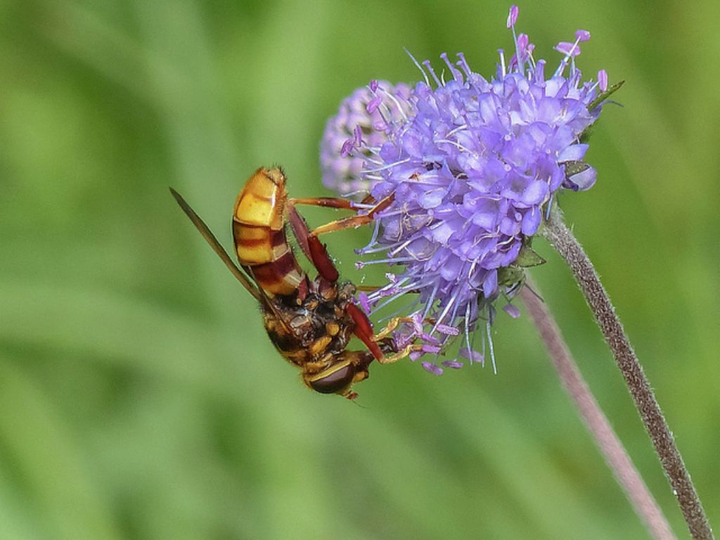 Milesia crabroniformis (Syrphidae)