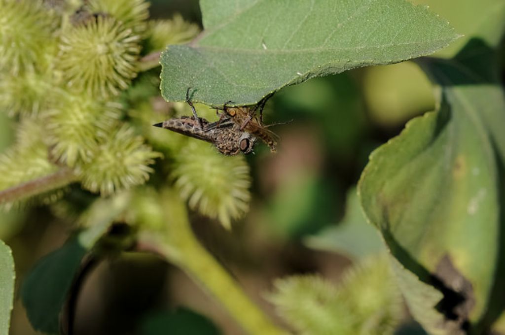 Asilide con preda (Thereva sp.)