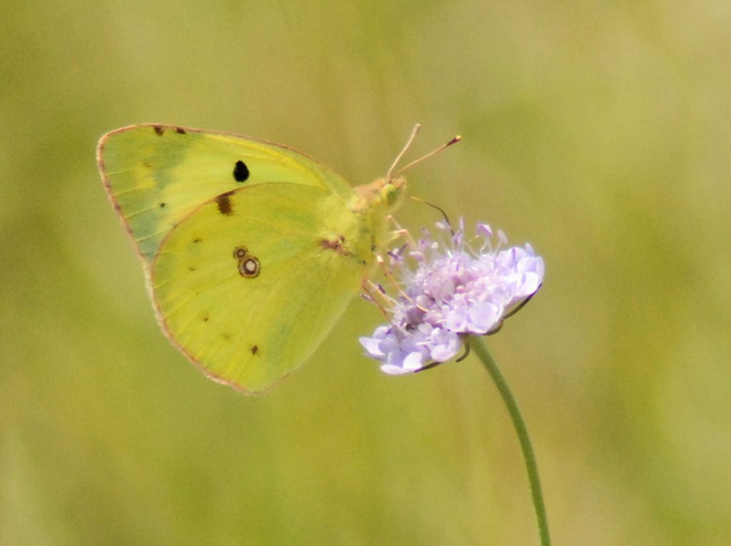 Colias da determinare - C. alfacariensis e C. crocea