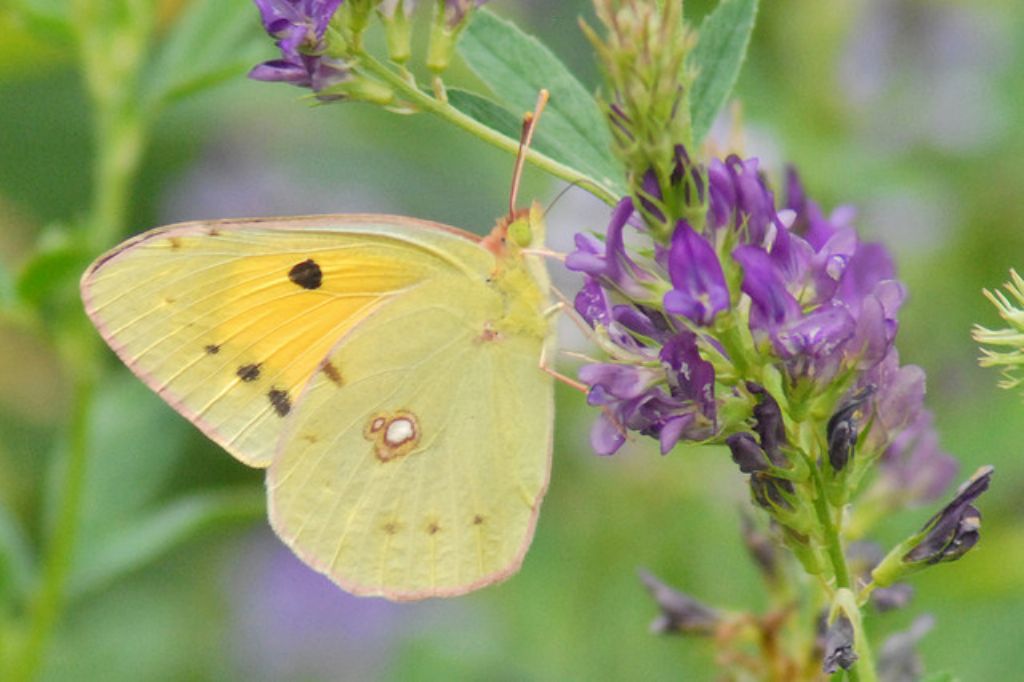 Colias da determinare - C. alfacariensis e C. crocea