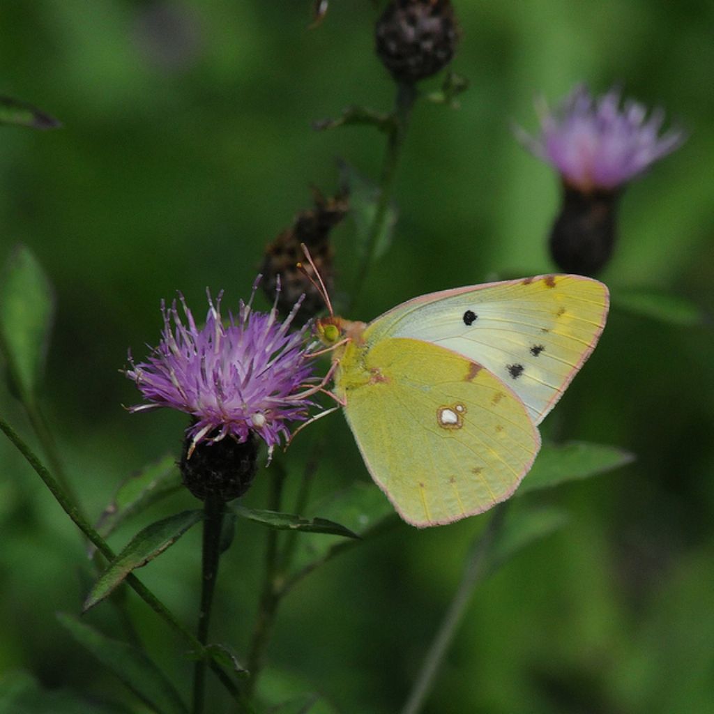 Colias da determinare - C. alfacariensis e C. crocea