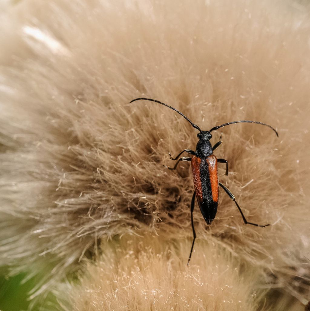 Stenurella melanura, Cerambycidae