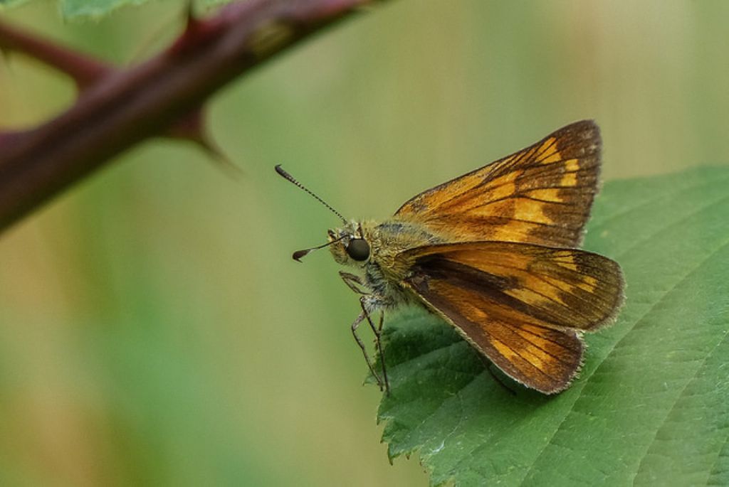 Ochlodes sylvanus e Thymelicus sylvestris