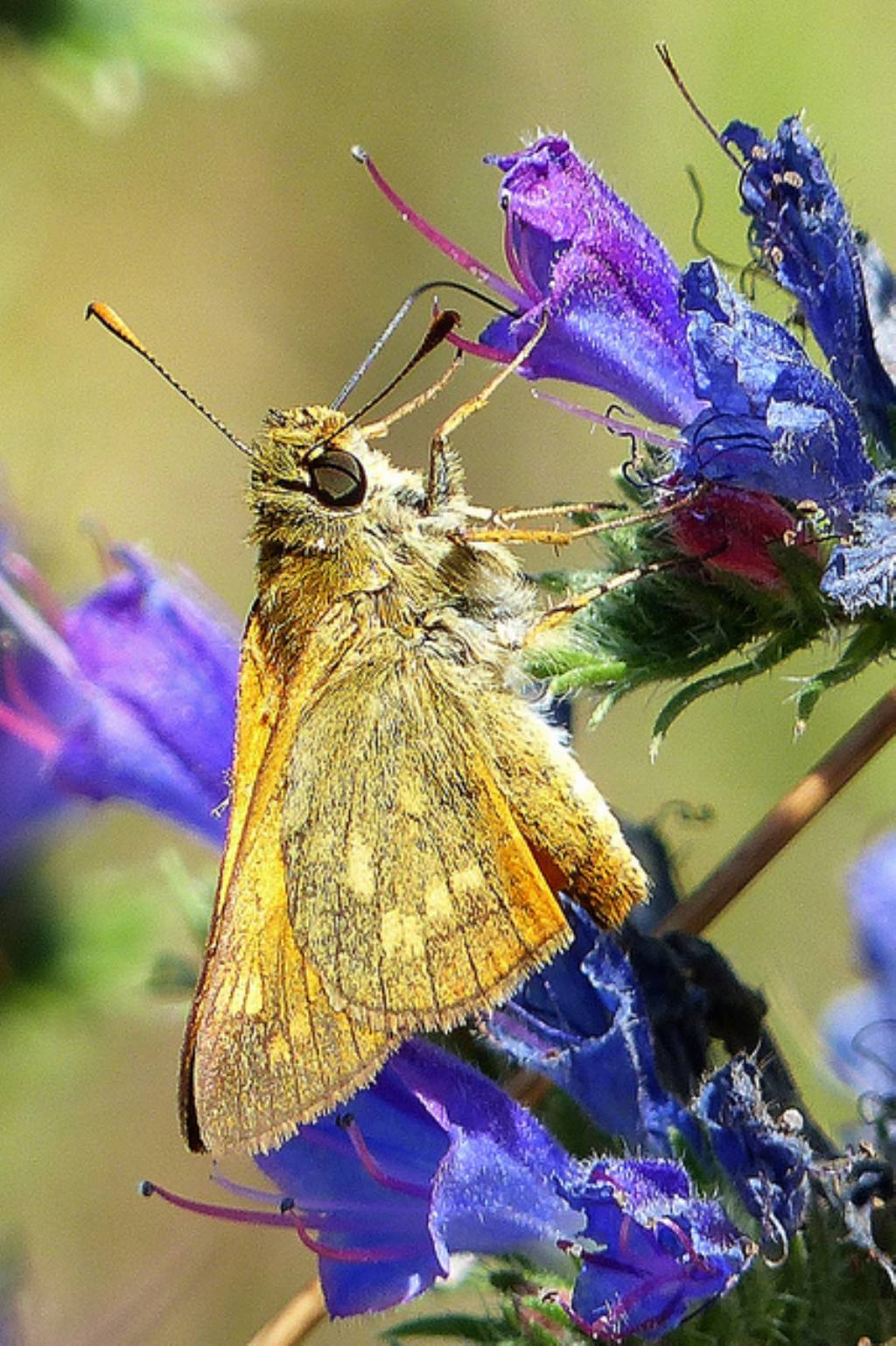 Ochlodes sylvanus e Thymelicus sylvestris