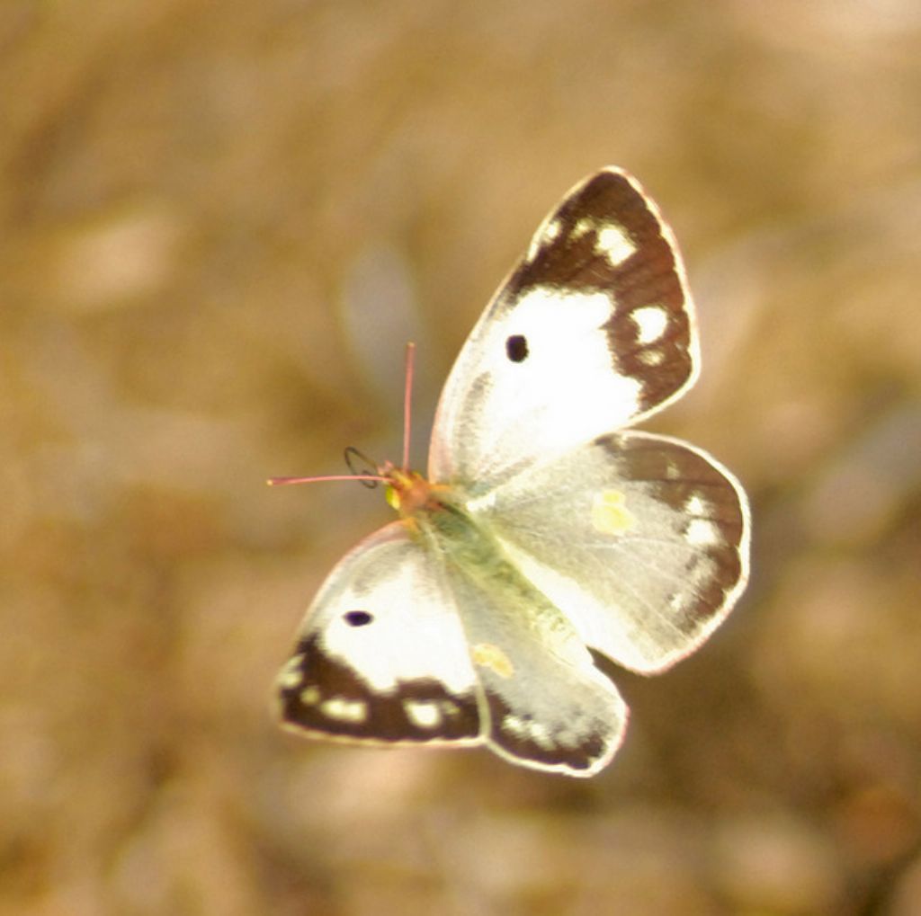 Colias da determinare - C. alfacariensis e C. crocea